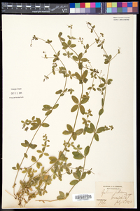 Galium pilosum image