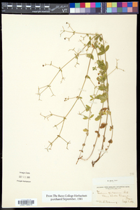 Galium pilosum image