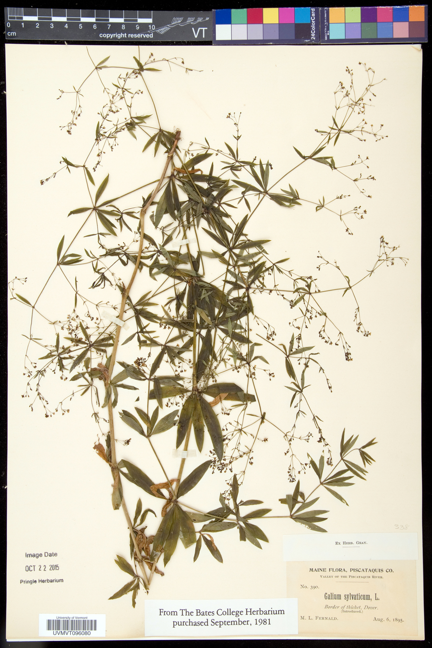 Galium sylvaticum image