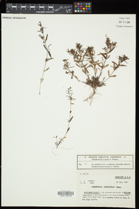 Houstonia longifolia image