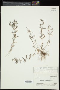 Houstonia longifolia image