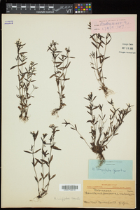 Houstonia longifolia image