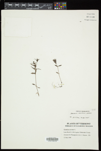 Houstonia longifolia image