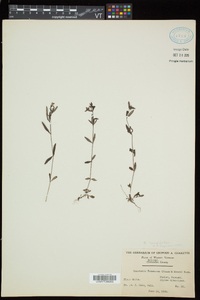 Houstonia longifolia image