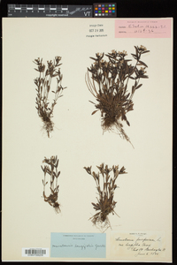 Houstonia longifolia image