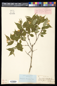 Diervilla lonicera image