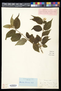 Diervilla lonicera image