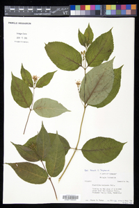 Diervilla lonicera image