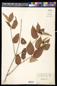 Diervilla lonicera image