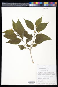 Diervilla lonicera image