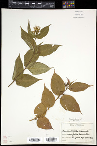 Diervilla lonicera image