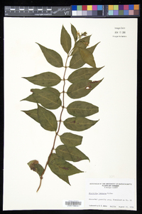 Diervilla lonicera image