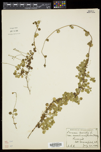 Linnaea borealis subsp. longiflora image