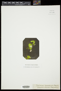 Lonicera canadensis image