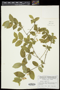 Lonicera × bella image