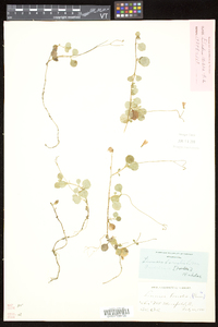 Linnaea borealis subsp. longiflora image