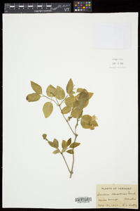 Lonicera canadensis image