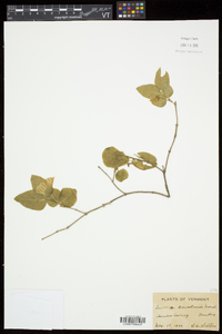 Lonicera canadensis image