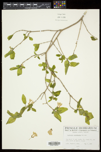 Lonicera canadensis image