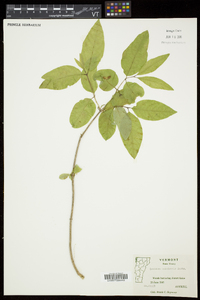 Lonicera canadensis image