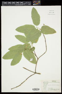 Lonicera canadensis image