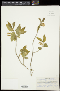 Lonicera canadensis image