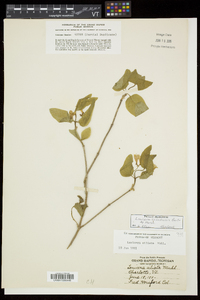 Lonicera canadensis image