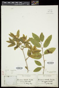 Lonicera canadensis image