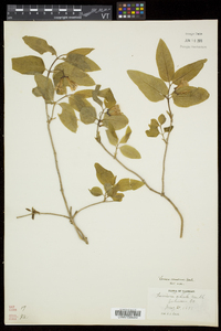 Lonicera canadensis image