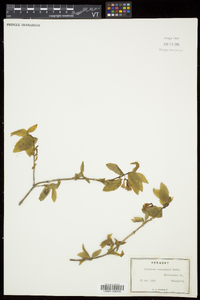 Lonicera canadensis image