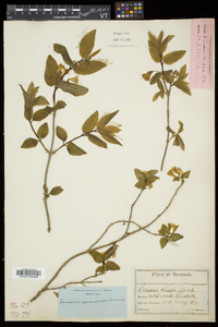 Lonicera canadensis image