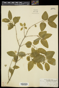 Lonicera canadensis image