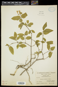 Lonicera canadensis image