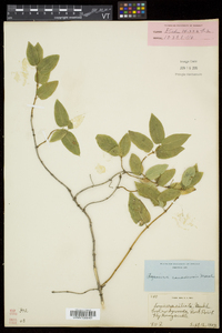 Lonicera canadensis image