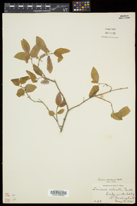 Lonicera canadensis image