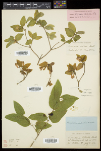 Lonicera canadensis image