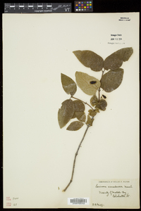 Lonicera canadensis image