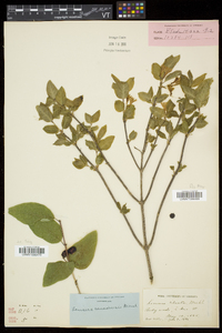 Lonicera canadensis image