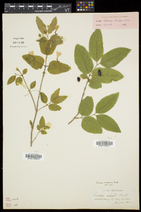 Lonicera canadensis image