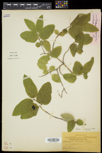 Lonicera canadensis image