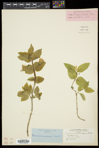 Lonicera canadensis image