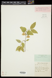 Lonicera canadensis image