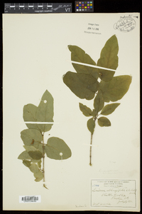 Lonicera canadensis image