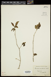 Lonicera canadensis image