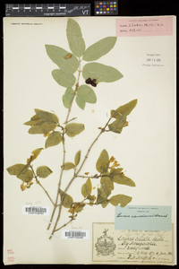 Lonicera canadensis image