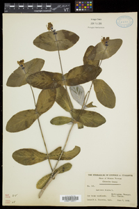 Lonicera dioica image