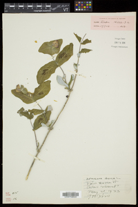 Lonicera dioica image