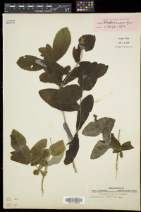 Lonicera dioica image