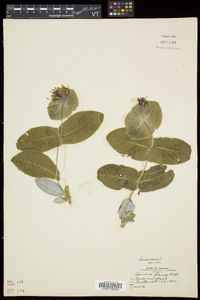 Lonicera dioica image