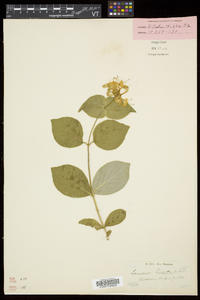 Lonicera hirsuta image